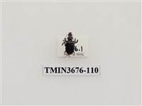 藏品(步行蟲(2))的圖片